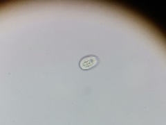 Entosiphon