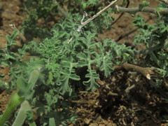 Solanum chilense