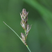 Foothill Sedge - Photo (c) Tab Tannery, some rights reserved (CC BY-NC-SA)