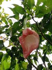 Brugmansia sanguinea
