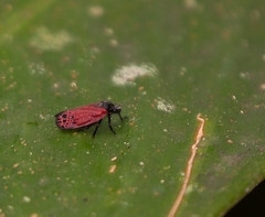 Mahanarva rubripennis