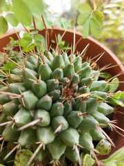 Mammillaria compressa