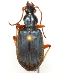 Chlaenius cordicollis