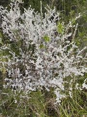 Leucophyllum frutescens