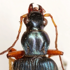 Chlaenius cordicollis