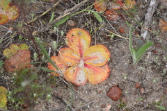 Drosera magna