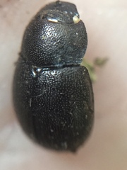Gnaphalopoda picea