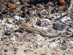 Pholidoscelis plei
