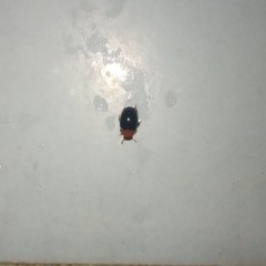 Dactylosternum dytiscoides