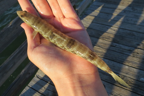 Inshore Lizardfish
