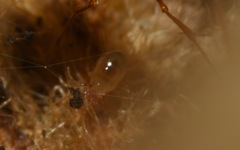 Acaridae