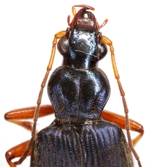 Chlaenius cordicollis