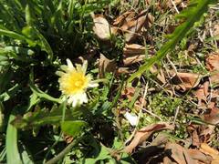 Taraxacum albidum