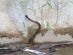Xenochrophis vittatus