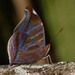 Mariposa Lumbrera Americana - Photo (c) rick_costa, algunos derechos reservados (CC BY-NC), subido por rick_costa