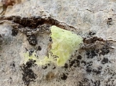 Cytospora chrysosperma