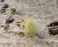Cytospora chrysosperma