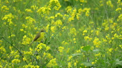 Pseudocolopteryx acutipennis