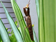 Sphodropoda quinquedens