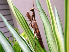 Sphodropoda quinquedens