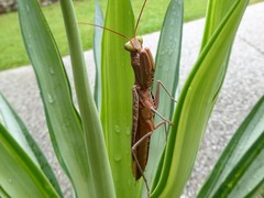 Sphodropoda quinquedens