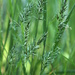 Small Sweet Vernal Grass - Photo (c) Bas Kers (NL), some rights reserved (CC BY-NC-SA)