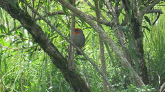 Poospiza baeri