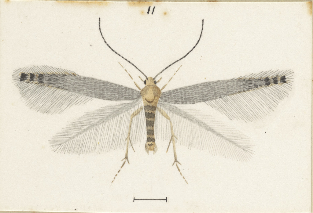 Batrachedra filicicola