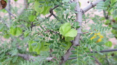 Bulnesia schickendantzii