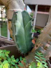 Magnoliopsida