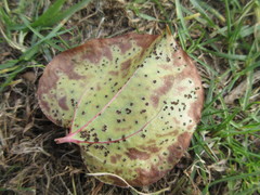 Puccinia smilacis