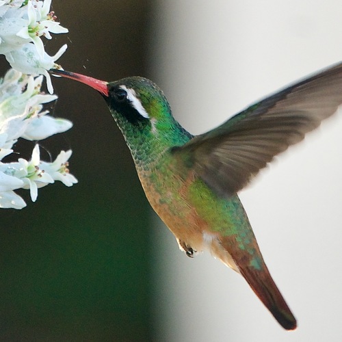 Xantus's Hummingbird (Basilinna xantusii), photo 9