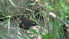 Scytalopus superciliaris