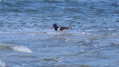 Haematopus palliatus