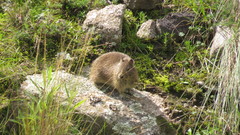 Galea leucoblephara