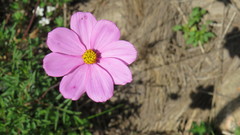 Cosmos peucedanifolius