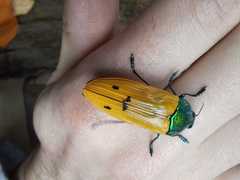 Conognatha principalis