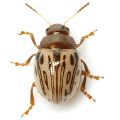 Zygogramma heterothecae