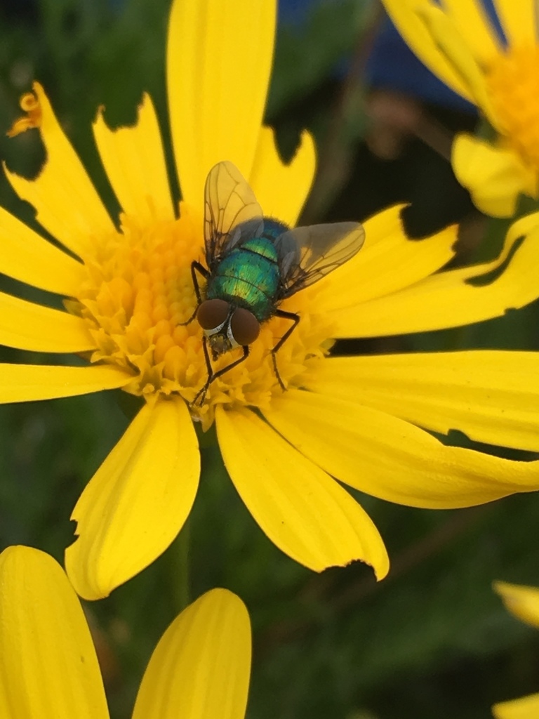 Lucilia mexicana