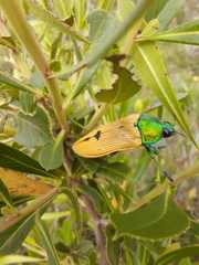 Conognatha principalis