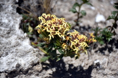 Verbena araucana