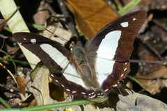 Polyura athamas