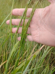 Elymus scabrifolius