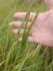 Elymus scabrifolius