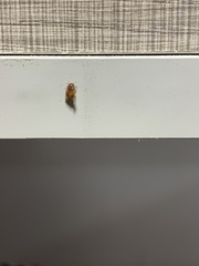 Ptinidae