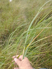 Elymus scabrifolius