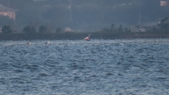 Phoenicopterus roseus