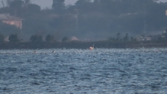 Phoenicopterus roseus