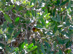 Setophaga petechia castaneiceps