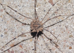 Trachyrhinus marmoratus